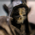Thumbnail for version as of 12:03, 24 October 2018